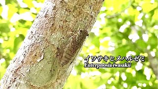 沖縄の蝉 イワサキヒメハルゼミ 高すぎ遠すぎ撮影難しい‼️高所恐怖症のヒメハルゼミがいたらいいのに セミの鳴き声 cicadas sound