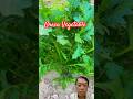 Thu Hoạch Rau Xanh Non #greenvegetable #satisfying #garden