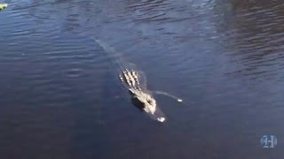 Water managers begin draining water into Everglades National Park for the first time in decades