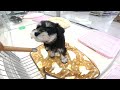 【ミニチュアシュナウザー 子犬】ブラック＆シルバーの可愛い子ちゃんがやってきた！