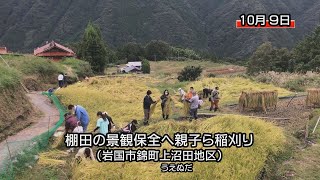 「棚田の景観守ろう」親子ら稲刈り（岩国市錦町）