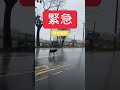 路上發現一犬跛腳在路中間行走很久，因雨勢越來越大，深怕會有憾事發生。