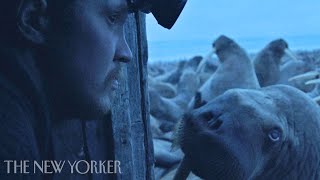 Melting Sea Ice Pushes Walruses to the Brink | Haulout | The New Yorker Documentary