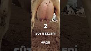 Holstein Sığırlarının Kalitesini Nasıl Anlarız?1.Süt Bezleri 2.Vücut Yapısı