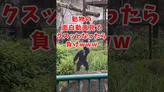 動物の面白かわいい動画見てクスッとなったら負けwww　#2ch動物スレ #動物 #猿 #shorts #2ch