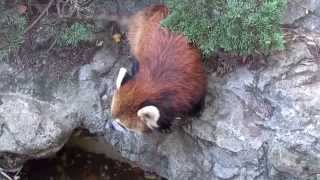 レッサーパンダ動画！横浜 無料動物園！野毛山動物園撮影動画！ Lesser panda animation