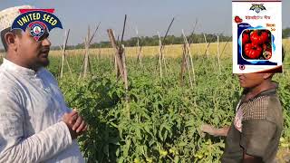 ব্যাকটেরিয়া উইল্ড সহনশীল টমেটো জাতের নাম শুনুন কৃষকের মন্তব্য থেকে।।।  (Virus Tollarent)