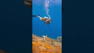 Diving at the STRONGEST current in the world! 🤯 #diving #indonesia #travel #komodoindonesia