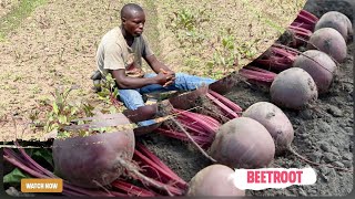 Meet Level 400 Final Year Agribusiness University Student Who Making Profits From Beetroot Farming.