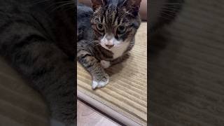 サンタくんの小指が立っていた日\\(//∇//)\\❤️#猫#保護猫#サンタくん