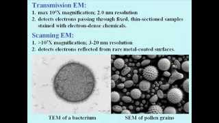 Techniques for Studying Cells