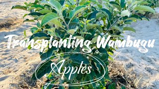 Growing apples🍎🍏🍎,Transplanting Wambugu apples in Namibia ( step-by-step)