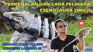 Tips Merawat sekalian Kenalan sama Black Spiny-tailed Iguana (Ctenosaura similis), IGUANA SANGARR !!