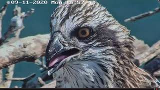 ~Port_Lincoln Osprey - Rybołowy wschodnie - Karmienie i piękne zbliżenie kamerki na młodą samicę~