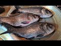 fish cutting pro max | live fish cutting videos | fish cutting full video | fish cutting machine