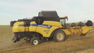 Moisson escourgeon 2024: New Holland CX 8080 + Case Magnum AFS 380 \u0026 Case Puma CVX 230.