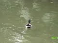 臺北市立動物園_鳥園區_綠頭鴨mallard_01