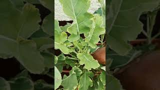 My favourite Kale plant. The Perennial Daubenton 'Panache' kale plant. Grows all year round. 😋