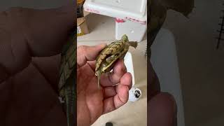 小乌龟被咬伤了 #turtle #cute #pets #乌龟 #animals #nature #funny #搞笑 #kitten