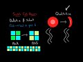 cane academy clip intro to anemia and hemolysis david faber and don temple