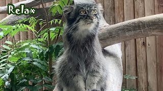 男前　貫禄のマヌルネコ　　Handsome dignified　Pallas's cat