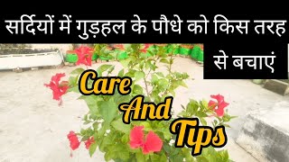 सर्दियों में देसी गुड़हल के पौधे को किस तरह बचाएं|care and tips|प्रूनिंग|#gudhalplant#garden#ytvideo