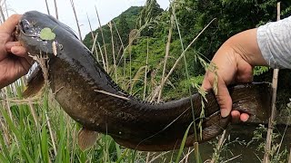 田舎の小川と都会の川でナマズ釣り