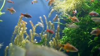 HOURS Stunning 4K Underwater footage + Music | Nature Relaxation™ Rare & Colorful Sea Life Video