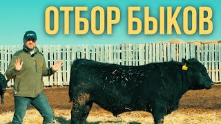 Не покупай быка,  пока не посмотришь это видео!