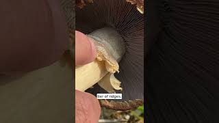 Garden Giant Mushrooms - Ridges on the Ring #mushroomeducation #mushrooms #mushroom