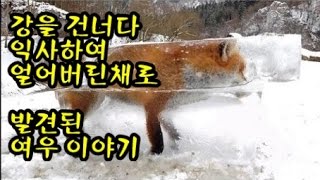 [동물이야기] 강을 건너다 익사하여 얼어버린채로 발견된 여우이야기