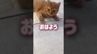 ママが起きると嬉しくて◯◯が止まらない甘えん坊猫【とらまる】