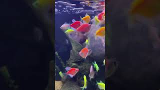 Fish #meditation  #tankfish #fishwatching #fishtank #colorful #luminexcolur #pet #fishtherapy