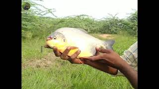 #Villagefishing Top fishing video 2020  Team ព្រៃរនាម