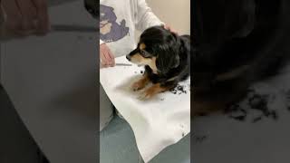 【子犬】若返りカットしてみた #チワックスひより #チワックス #仔犬