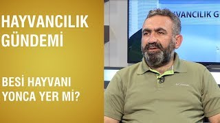 Hayvancılık Gündemi | Besi Hayvanı Yonca Yer Mi?