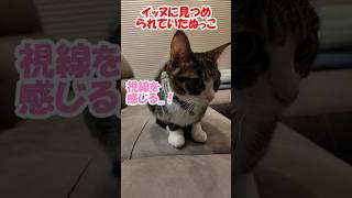 イッヌに見つめられていたぬっこ【保護猫】【コーイケルホンディエ】