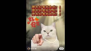 恭喜你刷到好运小猫啦！ #流量 #猫咪 #好运来 #推荐