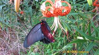 オニユリの花の蜜を吸うナガサキアゲハ（メス）