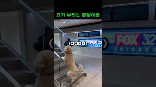 묘기 부리는 댕댕이들 #강아지 #웃긴영상 #dog #shorts #RTMZ8