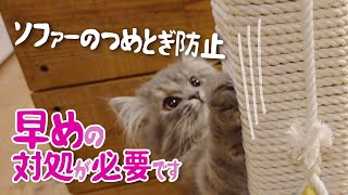 ScottishFold - The kitty loves scratching a sofa. Cuddle kitty -  She is called Cherry.