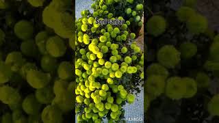 #Rare green chrysanthemum#