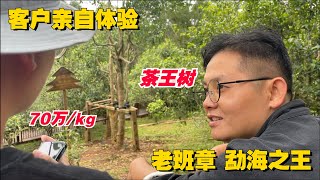 70万一公斤的老班章！老高带深圳客户逛勐海之王，老班章茶王树！#普洱茶 #茶文化 #普洱茶要怎么泡 #古树茶