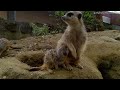 Poor baby Meerkat just wanted milk... (Suricata suricatta)