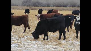 Jeff Resch 40 yearling strs 2021