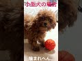 【ボール遊び編】大型犬と小型犬の違い🐶