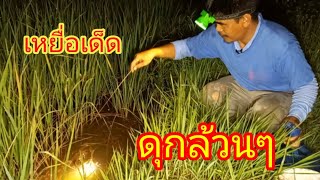 ปักเบ็ดปลาไนนาข้าว เหยื่ออะไรปลาดุกล้วนๆ ปักเบ็ด เบ็ดปลา เหยื่อเบ็ด