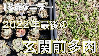 【多肉植物】2022年最後の玄関前多肉。凍った多肉も大丈夫そうです⛄️❄️