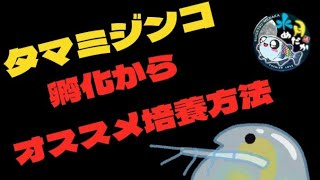 タマミジンコ培養〜孵化から視聴者さんのワガママに対応した培養方法までご紹介〜