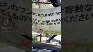 鳥の巣どこにあるねんwww